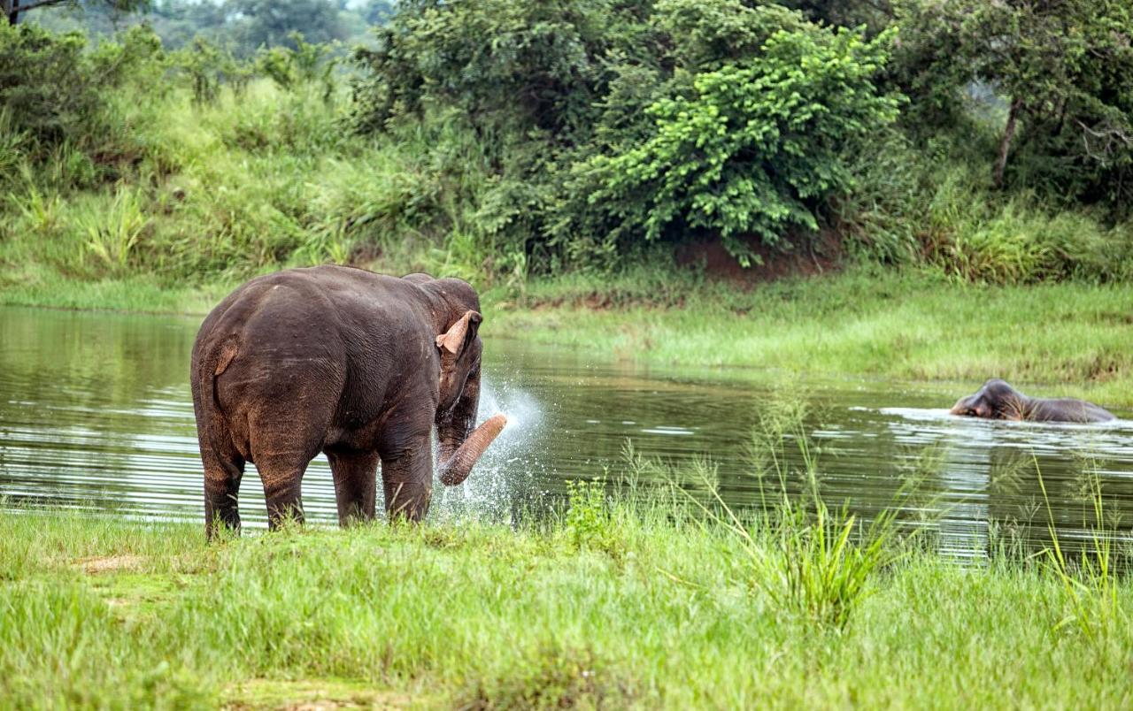 Lavendish Wild Safari Hotell Wasgamuwa Eksteriør bilde